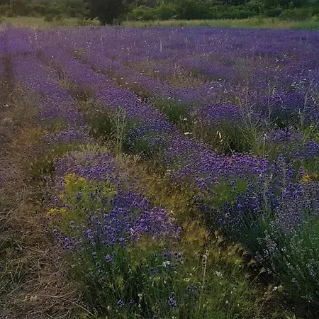 Lavender With Swimming Pool Villa Mostar